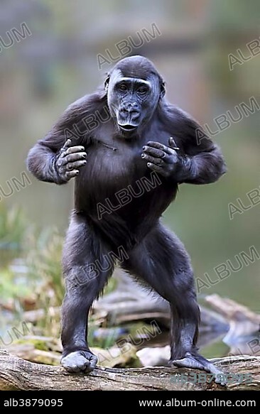 Western lowland gorilla (Gorilla gorilla gorilla), standing upright, drumming on the chest, captive.