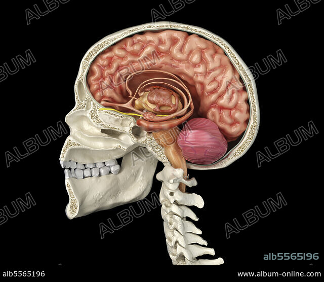 ［中古］Anatomie humain à l&#39;usage des artistes　管理番号：20240408-2 Amazon.co.jp: Anatomie humaine à l'usage des artistes : 本