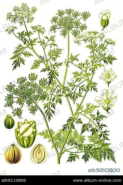 Medicinal plant, dog fool's parsley (Aethusa cynapium), Historical, digitally restored reproduction from an 18th century original.