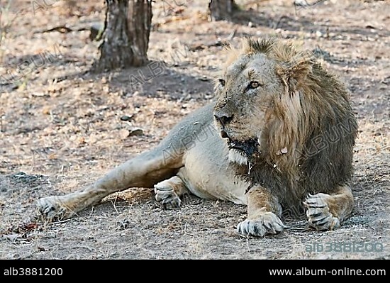 Persian, Indian or Asiatic lion (Panthera leo persica) lying in dry forest, satiated, Gir Nature Reserve, Gujarat, India, Asia.