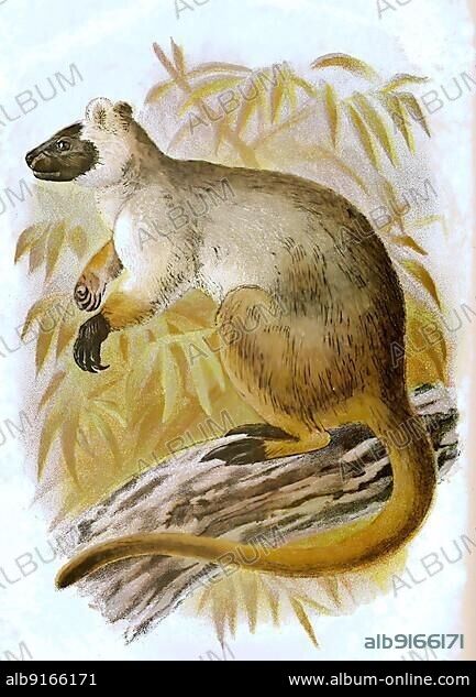 Bennett's tree-kangaroo (Dendrolagus bennettianus), digitally restored reproduction of a 19th century original.