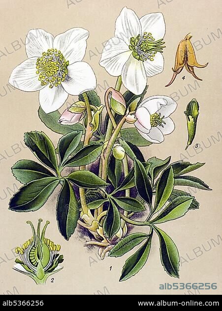 Historic illustration, Christmas Rose (Helleborus niger), poisonous plant, medicinal plant.