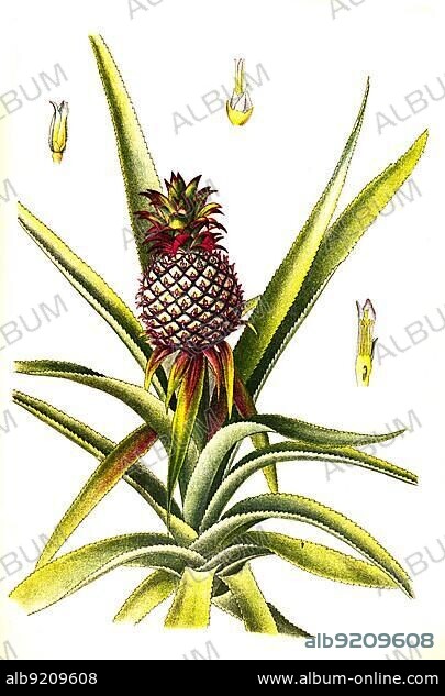 Useful plant, Pineapple (Ananas comosus or Ananas sativus), Historical, digitally restored reproduction from an 18th century original.