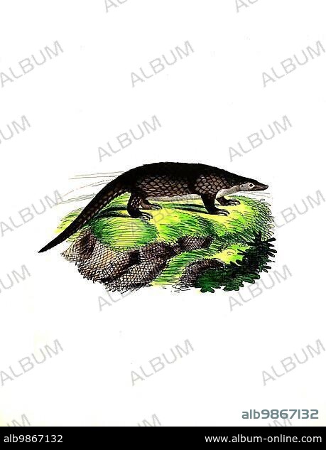 Mammals, sunda pangolin (Manis javanica), Historical, digitally restored reproduction of an original from 1860.
