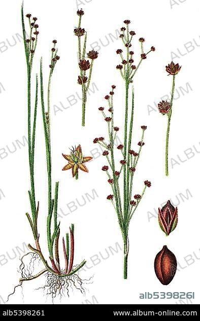 Northern Green Rush, Alpine Rush (Juncus alpinus, syn: Juncus alpinoarticulatus), medicinal plant, useful plant, chromolithograph, 1876.