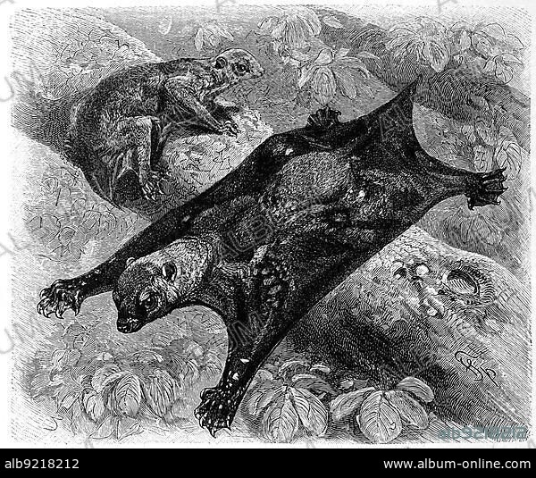 Kaguang, Galeopithecus volaus L., the fluttering lemur, Sunda flying lemur, Galeopterus volaus, also known as Sunda colugo, Malayan flying lemur and Malayan colugo, Historic, digitally restored reproduction of an original 19th century model, exact original date not known.