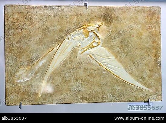 Fossil of Rhamphorhynchus muensteri, genus of long-tailed pterosaur (Rhamphorhynchus muensteri), Naturkundemuseum, Natural history museum, Berlin, Germany, Europe.