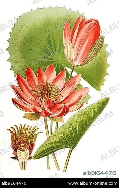 Water lily (Nymphaea) lotus var rubra, Tiger lotus, Lotus, digital, restored reproduction of a 19th century original.