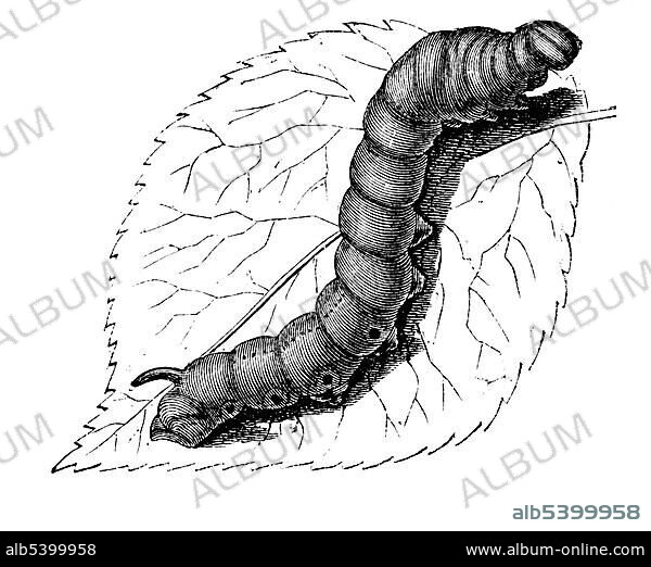 Caterpillar of the silkworm, historical illustration from: Marie Adenfeller, Friedrich Werner: Illustrated cooking and housekeeping book, Friedrichshagen 1899-1900, p. 905, Fig 991.