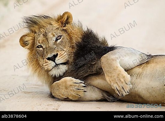 Lion (Panthera leo), black-maned Kalahari male, on road, Kalahari Desert, Kgalagadi Transfrontier Park, South Africa, Africa.