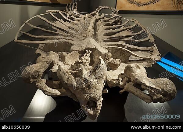 Skeleton of the largest turtle in the world, genus of sea turtle relatives (Archelon ischyros), extinct, Natural History Museum, opened 1889, Vienna, Austria, Europe.