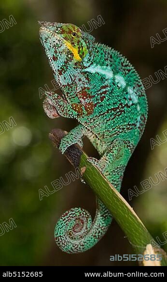 Panther chameleon (Furcifer pardalis), male, Nosy Faly, Northwest Coast, Madagascar, Africa.