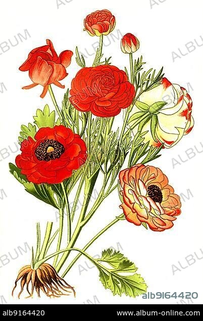 The Persian buttercup (Ranunculus asiaticus), persian buttercup, digitally restored reproduction of an original from the 19th century, exact original date not known.