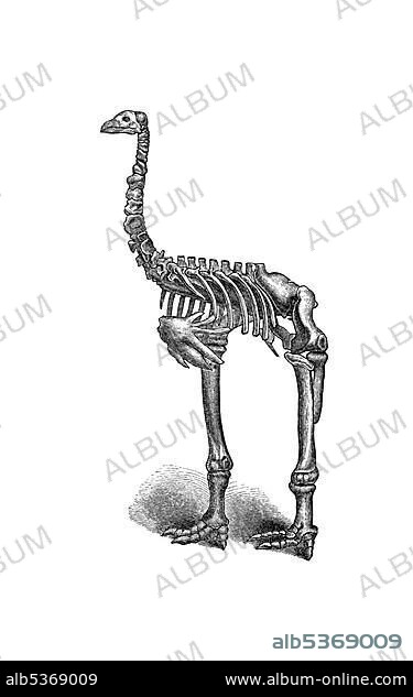 Woodcut, Moa (Dinornithidae), skeleton, flightless bird, extinct.