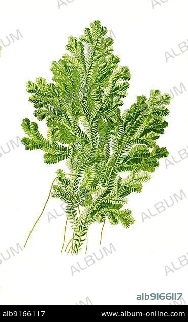 Martensii, variegated spikemoss (Selaginella), Martenss spike moss, Spikemoss or spikemoss, Flower, Plant, Historic, digitally restored reproduction of a 19th century original.