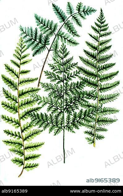 True male-fern (Dryopteris filix-mas), Aspidium filix-mas, Filiae pinulis, minor, saxatilis, fontana, various ferns, True worm fern, various ferns, Digitally retouched illustration from Phytanthoza iconographica by Johann Wilhelm Weinmann, painter Bartholomäus Seutter and engravers Johann Jakob Haid and Johann Elias Ridinger, 1740.