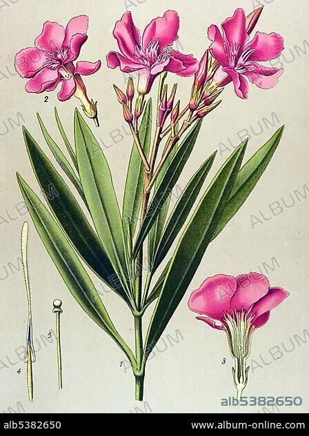 Historical illustration, Oleander (Nerium oleander), poisonous plant, medicinal plant.
