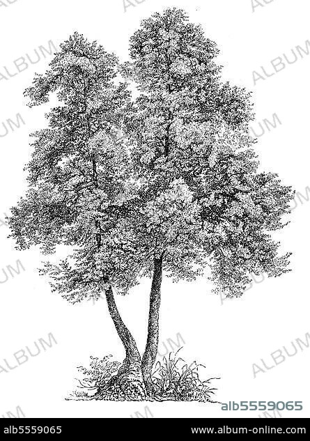 die gemeine Erle, Schwarzerle (Alnus glutinosa), europäische Erle oder einfach Erle, digital restaurierte Reproduktion einer Originalvorlage aus dem 19. Jahrhundert.