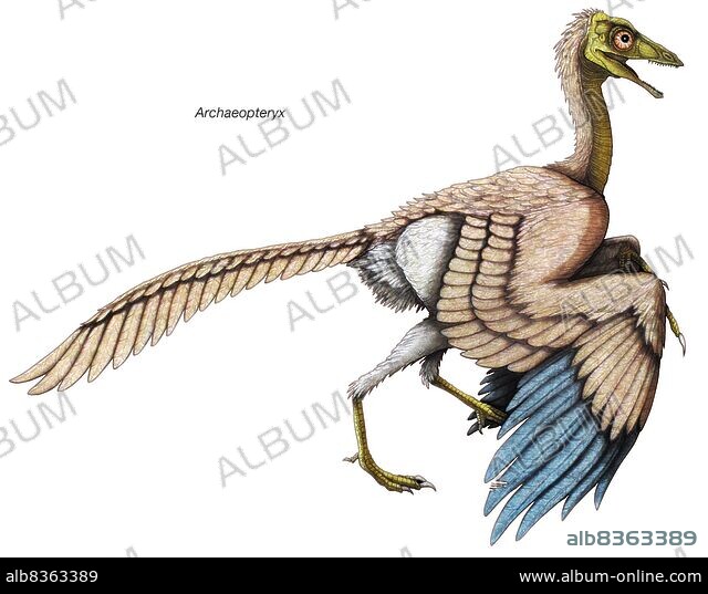 Archaeopteryx, the 