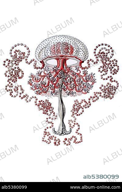 Historical book illustration, Table 46, Title Anthomedusae, Cnidaria, Name Gemmaria, Thamnostylus dinema, sideways, from "Kunstformen der Natur" by Ernst Haeckel.