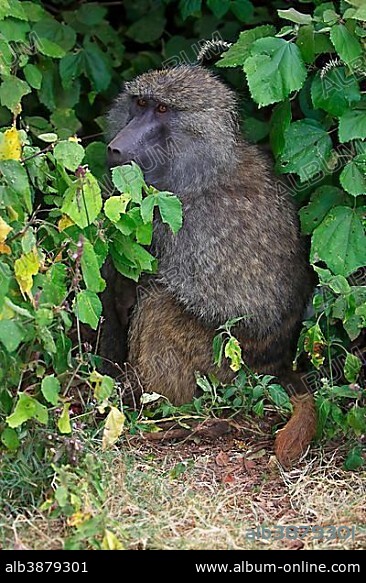An olive baboon (Papio anubis) sitting in the bushes, Ngorongoro Crater Serengeti National Park, Tanzania, Africa.
