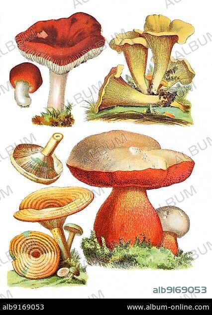 Speiteäubling, Kirschroter Spei-Täubling, Russula emetica (top left), Echte Pfifferling, Eierschwamm oder Rehling, Cantharellus cibarius (top right), Reizker, Lactaria deliciosa (bottom left), Satans-Röhrling, Satanspilz, Rubroboletus satanas, Syn. Boletus satanas (bottom right), digitally restored reproduction of an original from the 19th century, exact original date unknown.