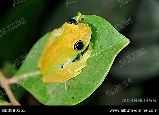 Green Tree Frog (Boophis luteus), Perinet Nature Reserve, Madagascar, Africa.