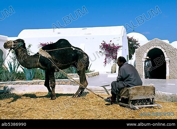 Traditional crops threshing, Guellala, Djerba, Tunisia, Africa.