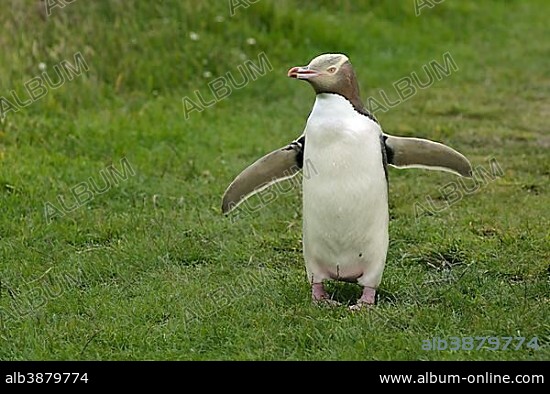 Yellow-eyed Penguin or Hoiho (Megadyptes antipodes) with a tag on its outstretched wings, standing upright, Moeraki, South Island, New Zealand, Oceania.