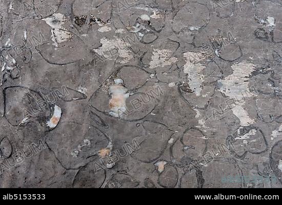 Fossilizations of Megalodontoidea, mussels sp. (Triadomegalodon gryphoides ) from the Triassic, Dachstein range, Salzkammergut, Upper Austria, Austria, Europe.