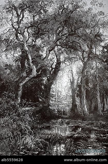 Der Märkische Wald, Brandenburg, Deutschland (1898), Historisch, digitale Reproduktion einer Originalvorlage aus dem 19. Jahrhundert, Originaldatum nicht bekannt.