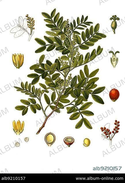 Medicinal plant, mastic (Pistacia lentiscus) shrub, also mastic and common mastic shrub, plant species of the genus Pistachio, Historical, digitally restored reproduction from a 19th century original.