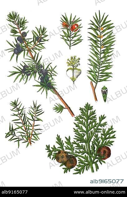 Common juniper also heath juniper, incense tree, fire tree, Juniperus communis (left), European yew, Taxus baccata (top right), Mediterranean cypress, Cupressus sempervirens (bottom right), Historic, digitally restored reproduction of a 19th century original.