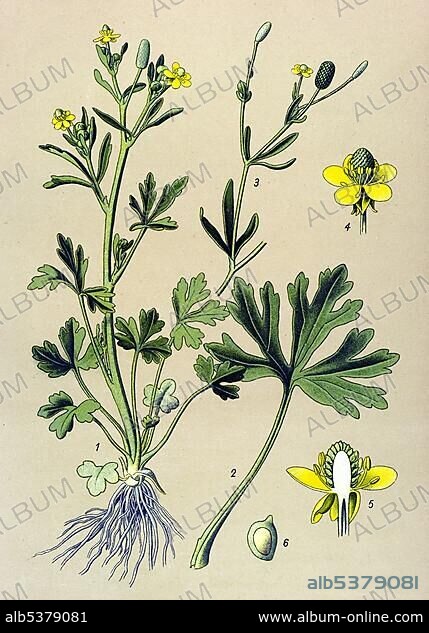 Historic illustration, Celery-leaved Buttercup (Ranunculus sceleratus), poisonous plant.