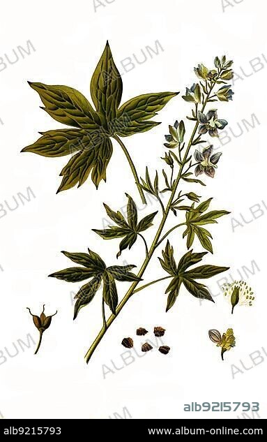 Medicinal plant, Staphisagria larkspur (Delphinium) staphisagria, is a species of plant in the genus Staphisagria within the buttercup family, Historical, digitally restored reproduction from an 18th century original.