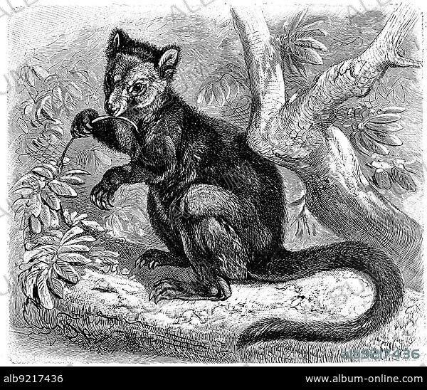 Ursine tree-kangaroo (Dendrolagus ursinus), Historic, digitally restored reproduction from an 18th century original.