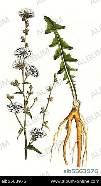 Gemeine Wegwarte oder Gewöhnliche Wegwarte (Cichorium intybus), auch Zichorie, digital restaurierte Reproduktion einer Originalvorlage aus dem 19. Jahrhundert, genaues Originaldatum nicht bekannt.