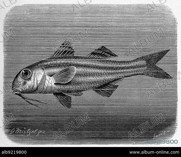 Fish, striped red mullet (Mullus surmuletus), a perch-related marine fish, Historic, digitally restored reproduction from a 19th century original.