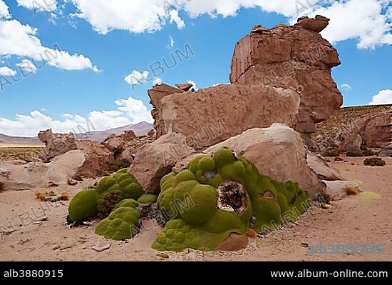 Yareta or llareta (Azorella compacta) on the Altiplano, Potosi District, Bolivia, South America.