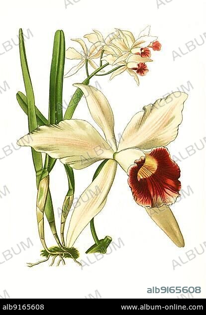 Laelia purpurata, Cattleya purpurata, Sophronitis purpurata, orchid, historical, digially restored reproduction of a 19th century original.