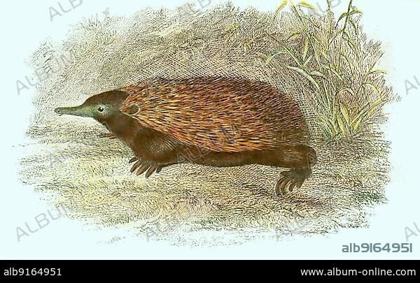 Short-beaked echidna (Tachyglossus aculeatus), also short-beaked echidna, digitally restored reproduction of an original from the 19th century.
