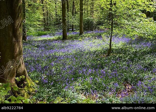 Bluebells in Staffhurst Woods near Oxted Surrey.