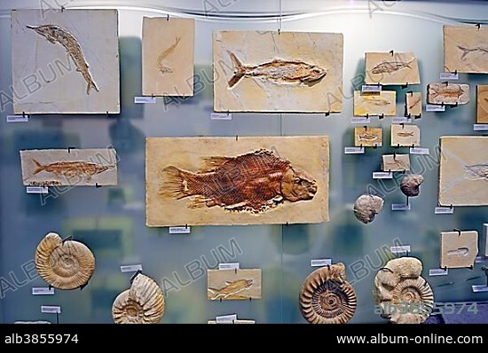 Various underwater animal fossils, Naturkundemuseum, Natural history museum, Berlin, Germany, Europe.