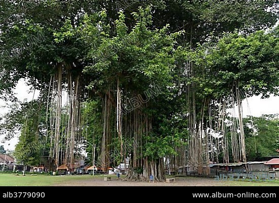 Giant Banyan Tree (Ficus benghalensis), Candi Mendut, Mendut Temple, Mendut, Central Java, Indonesia, Asia.