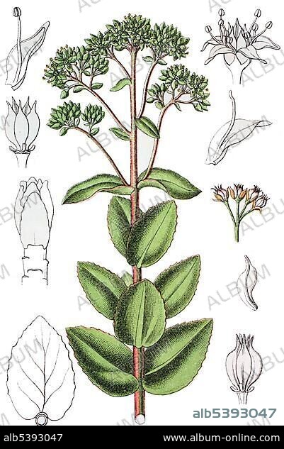 Orpine, Livelong, Frog's-stomach or Witch's Moneybags (Hylotelephium telephium, Syn.: Sedum telephium L.), medicinal and useful plant, chromolithograph, 1881, historical illustration.