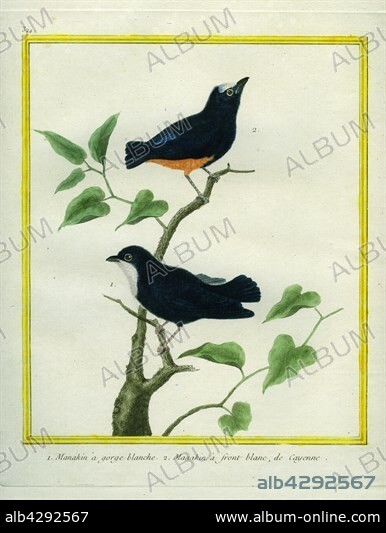 George-Louis Leclerc, Comte of Buffon. "Natural History of birds, fish, insects, and reptiles" coloured and engraved by François-Nicolas Martinet, 1770-1783. 1. White-throated Manakin. 2. White-fronted Manakin.