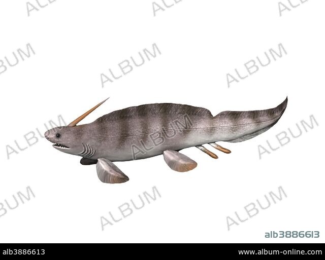 Xenacanthus decheni prehistoric shark. - Album alb3886613