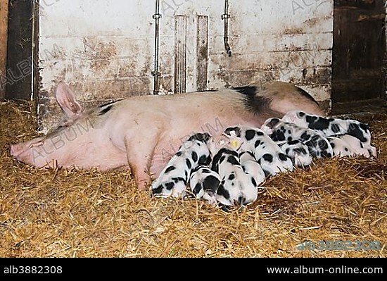 Bentheim black pied (Sus scrofa domesticus), Endangered Breed of livestock, Sow suckling piglet, Emsland, Lower Saxony, Germany, Europe.