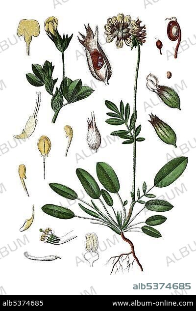 Kidney vetch, Woundwort (Anthyllis vulneraria) on the left, Dragon's teeth (Lotus siliquosus) on the right, medicinal plants, historical chromolithography, about 1796.