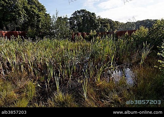 Bog pond in the landscape section, Varus Battle or Battle of the Teutoburg Forest, Kalkriese Museum and Park, Osnabruecker Land region, Lower Saxony, Germany, Europe *** IMPORTANT: WARNING: Publication only with the following note: Battle of the Teutoburg Forest in Osnabruecker Land region - Kalkriese Museum and Park" ***".